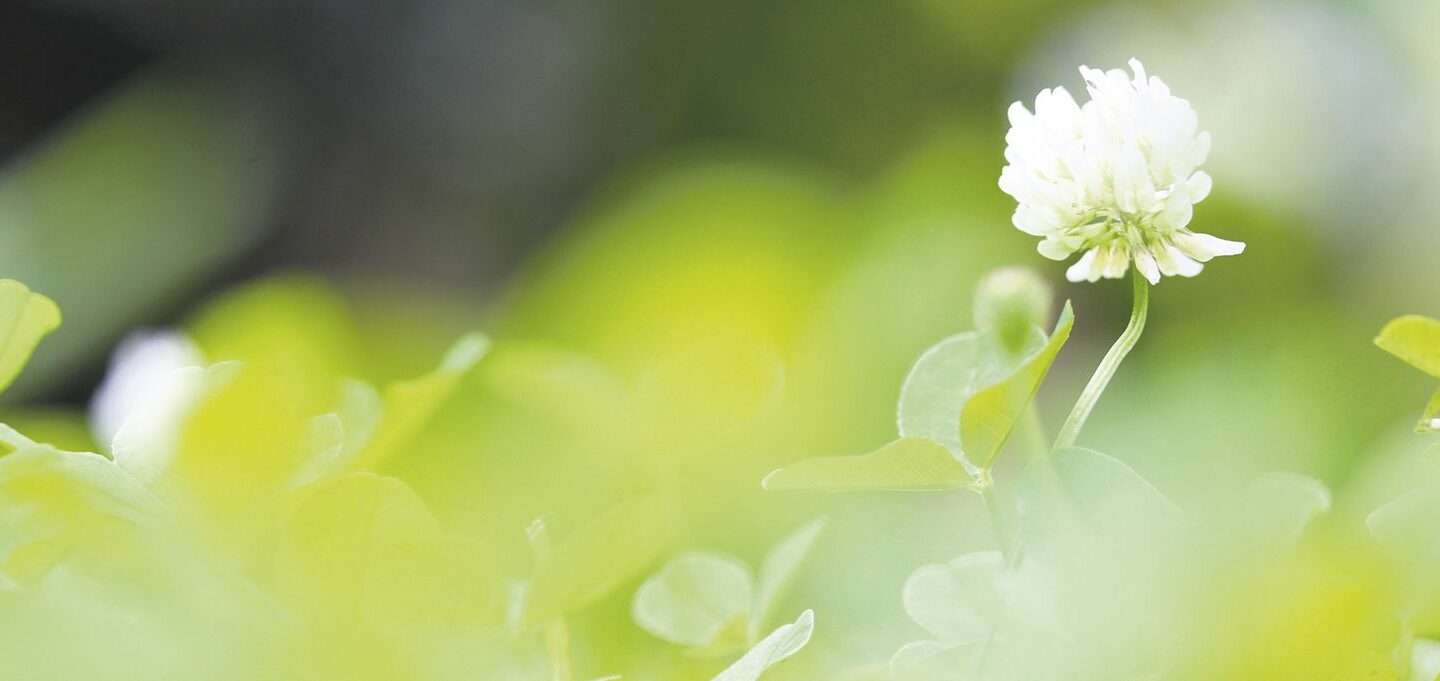 Apilan kukka vihreällä niityllä