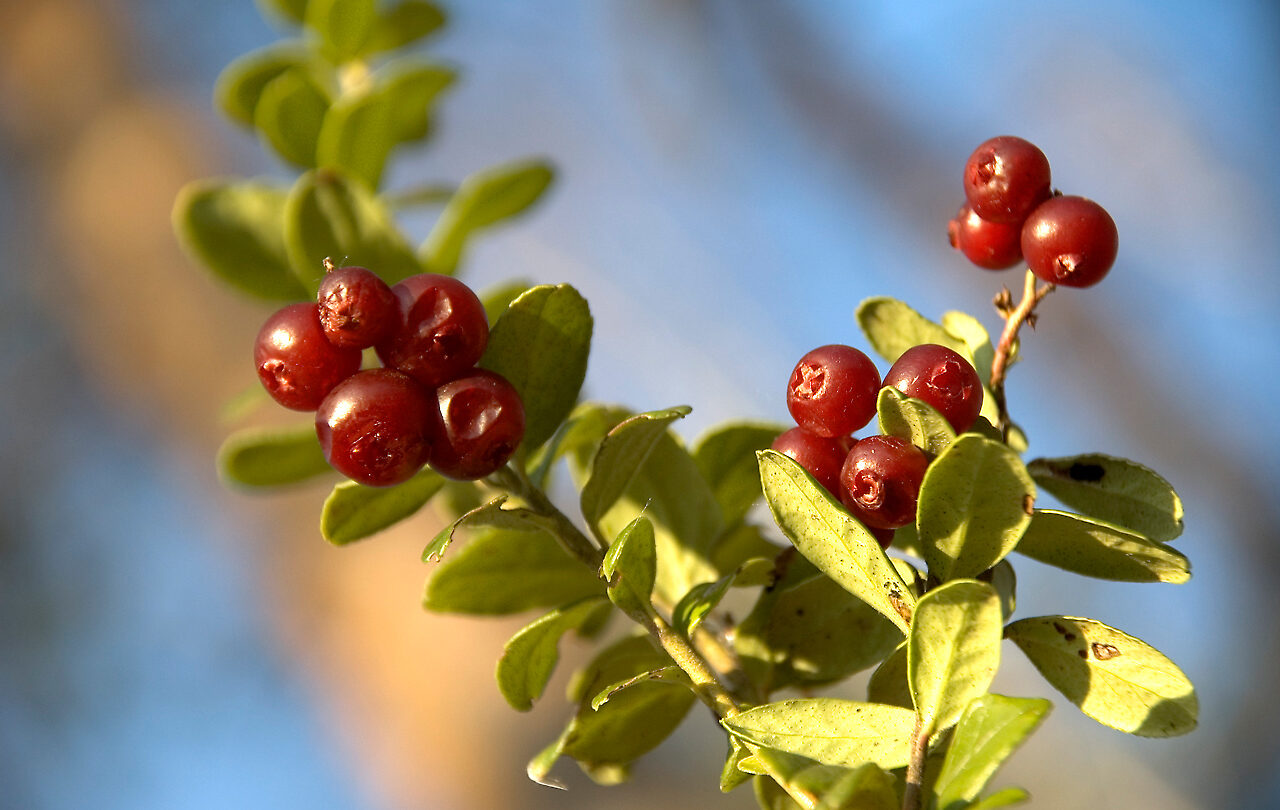 Strategiatyö_puolukka