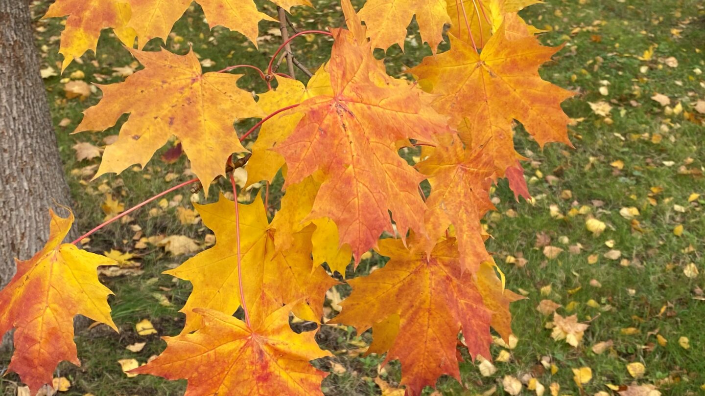 Vaahteranlehdet vaaka