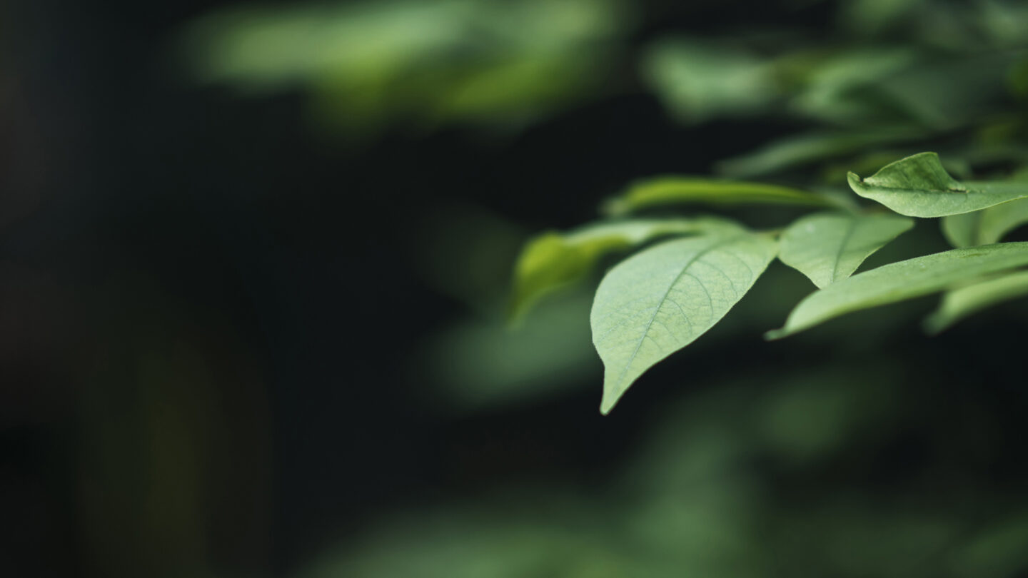 green-leaves_pääkuva-web