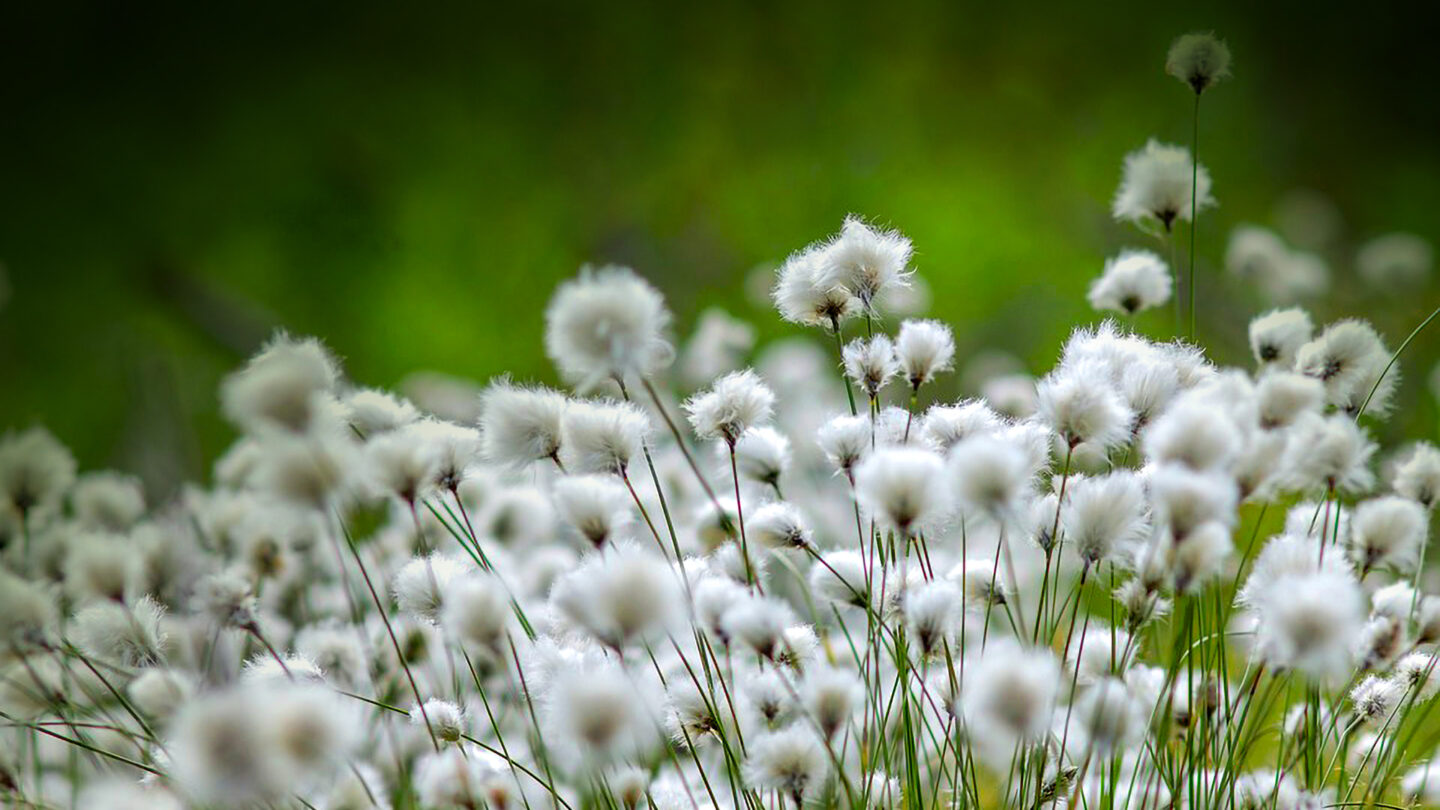 cotton-grass-4794532